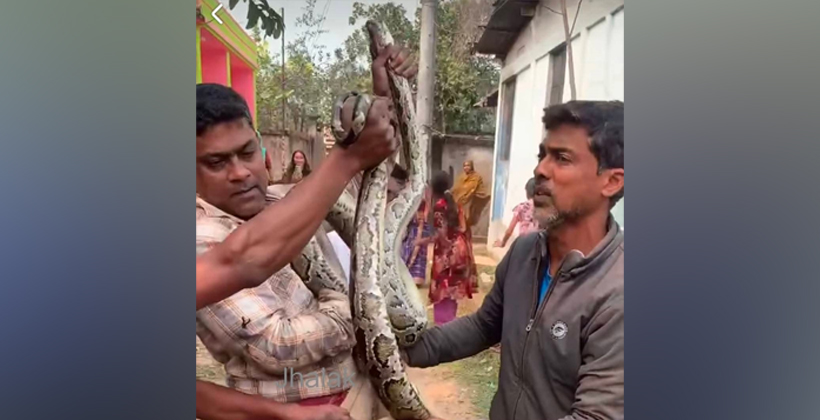 শ্রীমঙ্গলে বসতঘরের ছাদ থেকে অজগর সাপ উদ্ধার