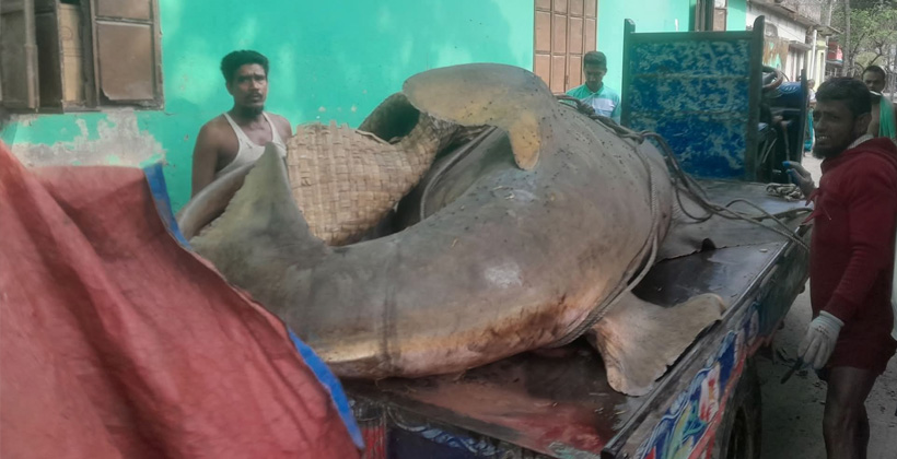 ঝালকাঠিতে জেলের জালে ধরা পড়ল দানবাকৃতির ‘খটক মাছ’