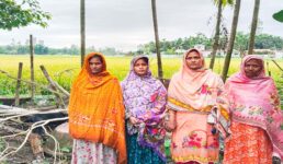 কুড়িগ্রামে বোনদের জমির ধান কাটতে দিবে না ভাইয়েরা