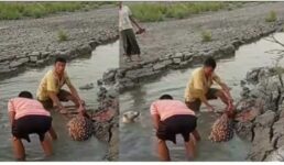 মিরসরাইয়ে প্রকাশ্যে চিত্রা হরিণ জবাই: ভিডিও ভাইরাল, তোলপাড়