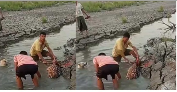 মিরসরাইয়ে প্রকাশ্যে চিত্রা হরিণ জবাই: ভিডিও ভাইরাল, তোলপাড়