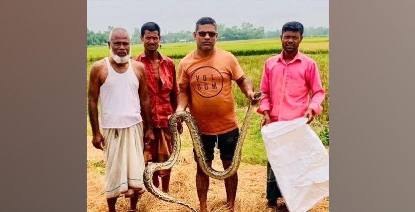 শ্রীমঙ্গলে মৎস্যজীবীর জালে আটকা পড়লো বিশাল আকৃতির অজগর