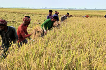 রাণীনগরে ধান কাটার শুরুতেই লোকসানে কৃষক