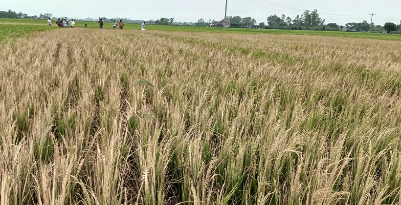রাণীনগরে আগাছা নাশক ছিটিয়ে জমির ধান পুড়িয়ে দেয়ার অভিযোগ