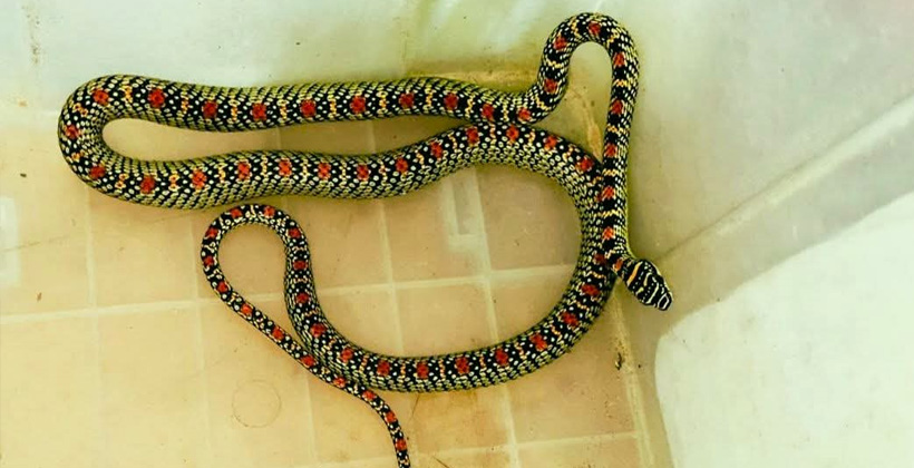 শ্রীমঙ্গলে বসতঘর থেকে কালনাগিনী সাপ উদ্ধার