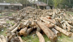 হবিগঞ্জে অবৈধ করাত কল নিয়ে বন বিভাগ ও পল্লী বিদ্যুতের টানাপোড়েন