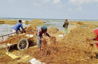 হাওরের পানিতে তলিয়ে গেছে বোরো, দুশ্চিন্তায় হাজারো কৃষক