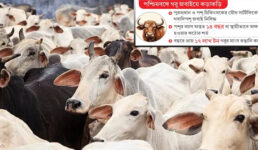 বাজারে ক্রেতা নেই, দুশ্চিন্তায় হিন্দু খামারিরা