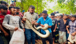 শ্রীমঙ্গলে বসত ঘরের সিলিং থেকে অজগর সাপ উদ্ধার