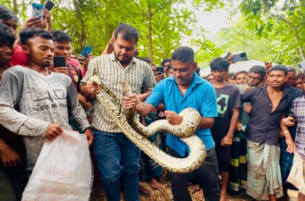 শ্রীমঙ্গলে বসত ঘরের সিলিং থেকে অজগর সাপ উদ্ধার