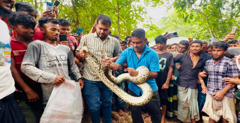 শ্রীমঙ্গলে বসত ঘরের সিলিং থেকে অজগর সাপ উদ্ধার