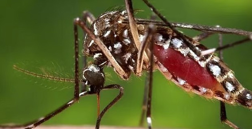 ডেঙ্গুতে আরও একজনের প্রাণহানি, হাসপাতালে নতুন ১৩৯
