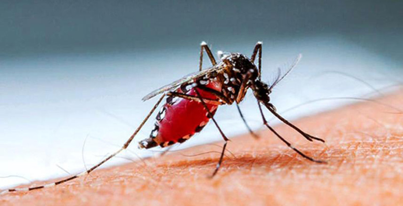 ডেঙ্গুতে আরও ২ প্রাণহানি, নতুন আক্রান্ত ১৯০