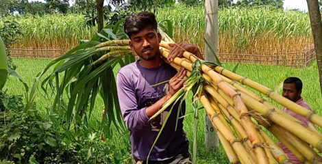 ফুলবাড়ীতে আঁখ চাষে লাভবান কৌশিক রায় ও তার পরিবার