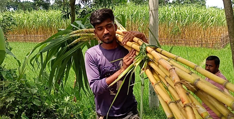 ফুলবাড়ীতে আঁখ চাষে লাভবান কৌশিক রায় ও তার পরিবার