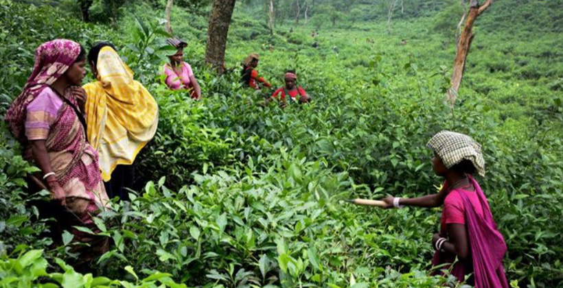 সিলেটে গ্যাস ও বিদ্যুতের সমস্যায় চা শিল্পে স্থবিরতা