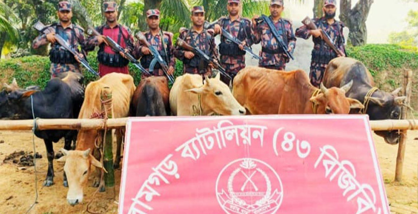 মীরসরাই সীমান্তে বিজিবির ফাঁদ: ৪ লাখ টাকার গরু ফেলে পালাল চোরাকারবারীরা