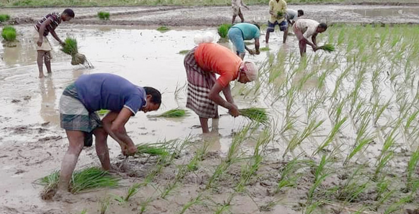 হবিগঞ্জে ৯২ হাজার হেক্টর জমিতে রোপা আমন চাষের লক্ষ্যমাত্রা নির্ধারণ আবাদ ৯২ শতাংশ
