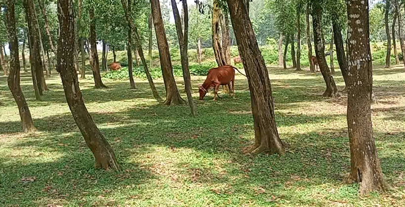 বন বিভাগের গাছ কেটে বিক্রিসহ বনভূমি দখল করে পর্চা করার অভিযোগ