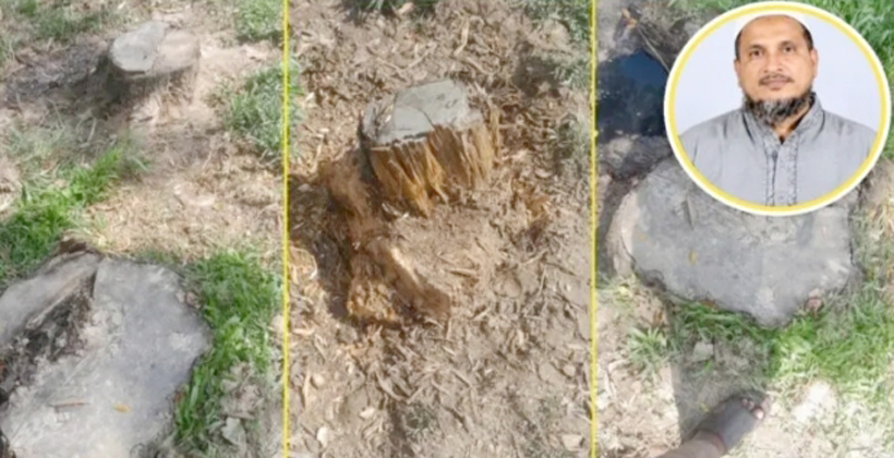 মাধবপুরে সরকারি মাঠের গাছ কাটার অভিযোগ অধ্যক্ষের বিরুদ্ধে, তদন্ত কমিটি গঠন