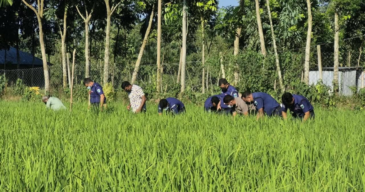 বগুড়ায় নিখোঁজের তিন দিন পর ধানক্ষেতে মিলল শিশুর মরদেহ